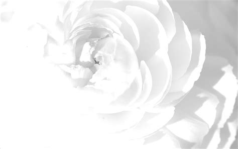 Free white background .